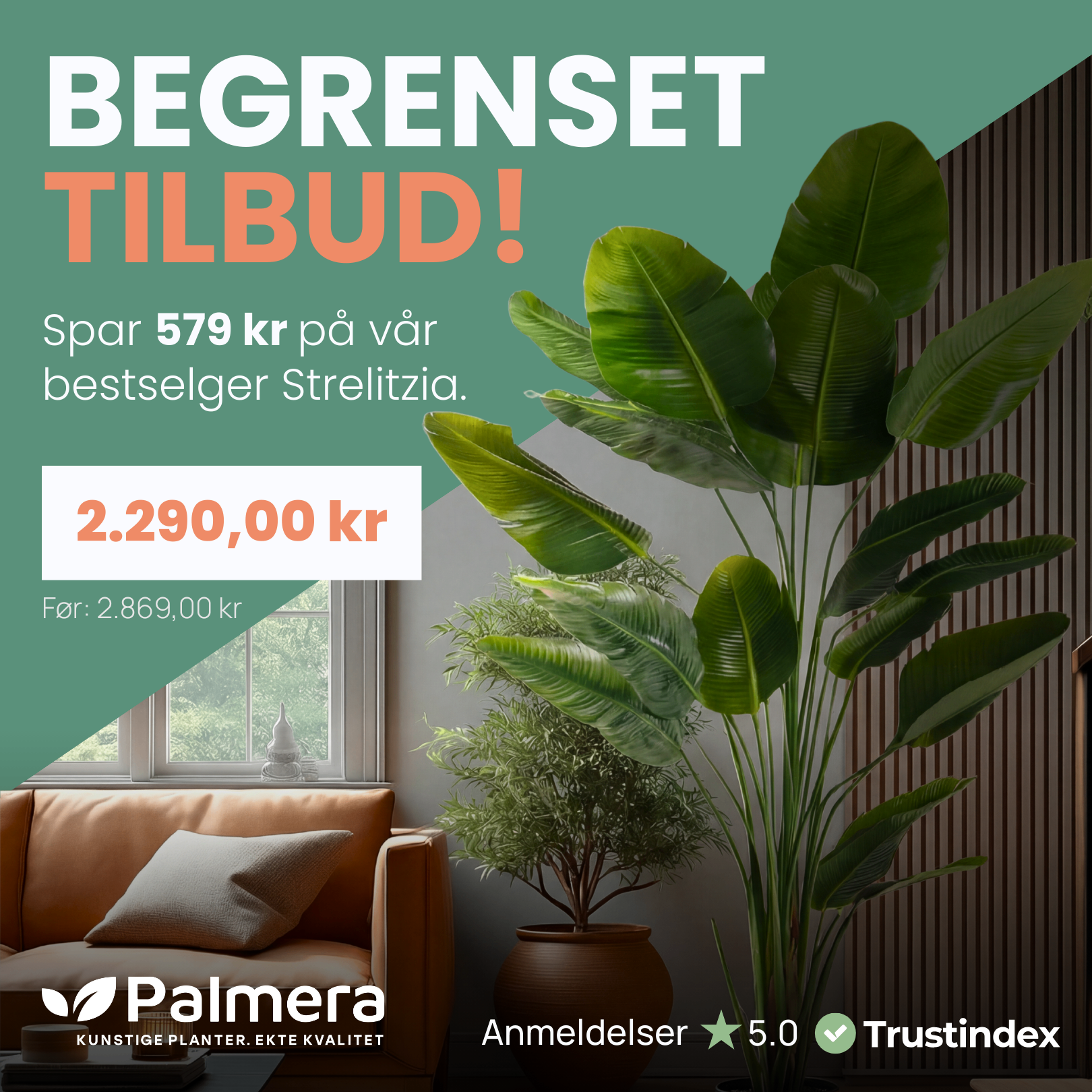 Palmera limited offer creative with Strelitzia plant