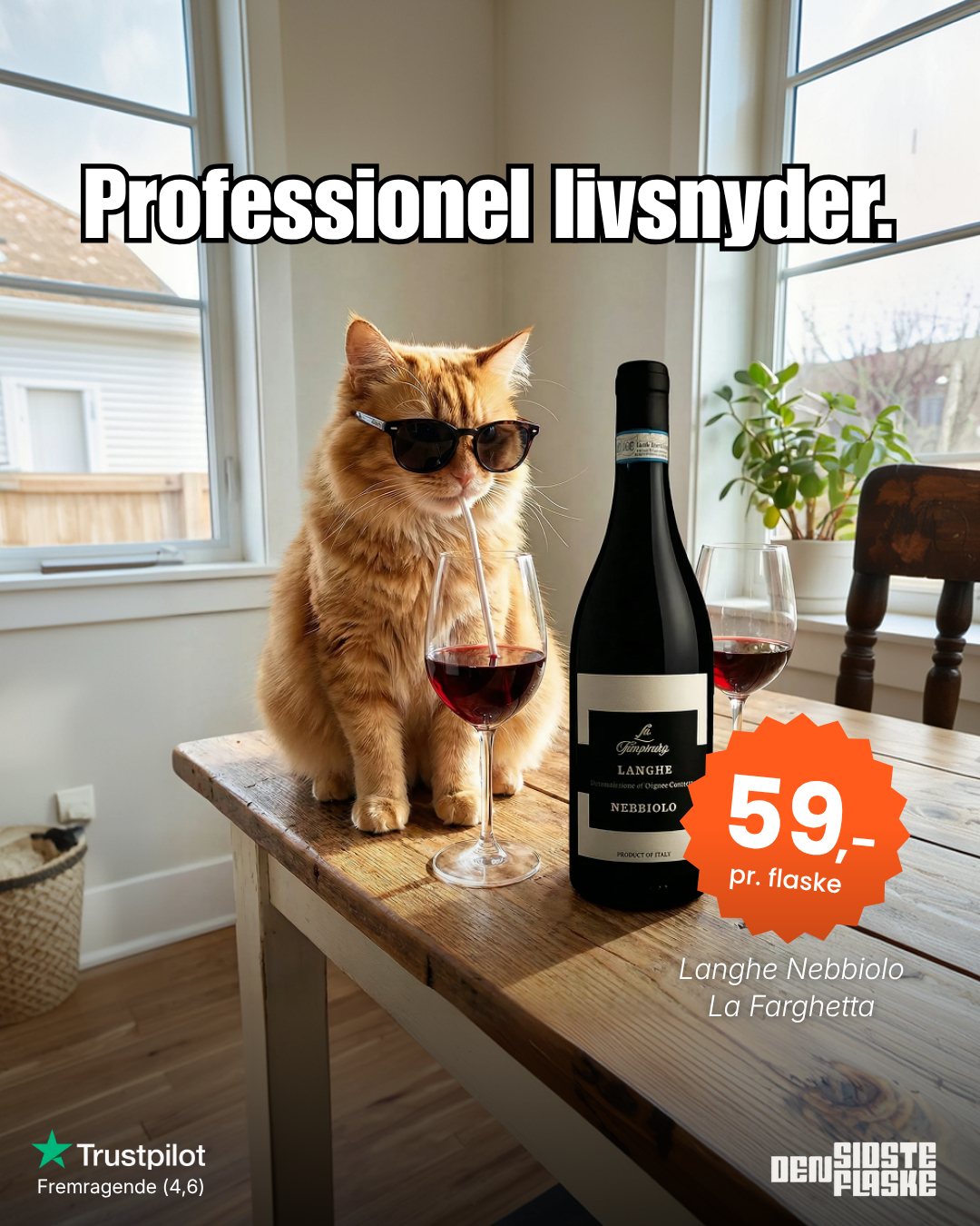 Langhe Nebbiolo wine creative with cat in sunglasses